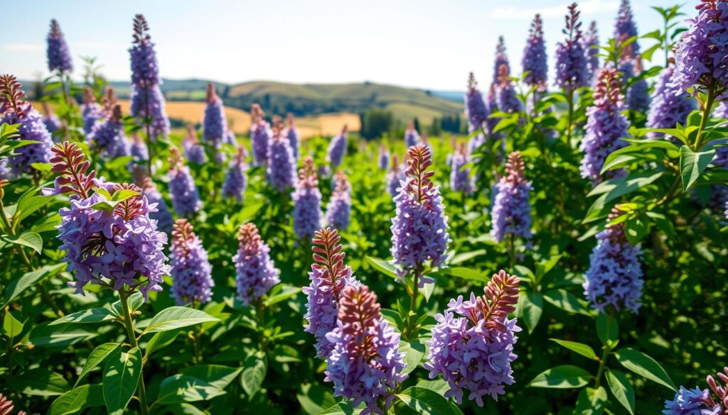 Optimalni uslovi gajenja indijskog jorgovana Optimalni uslovi gajenja indijskog jorgovana